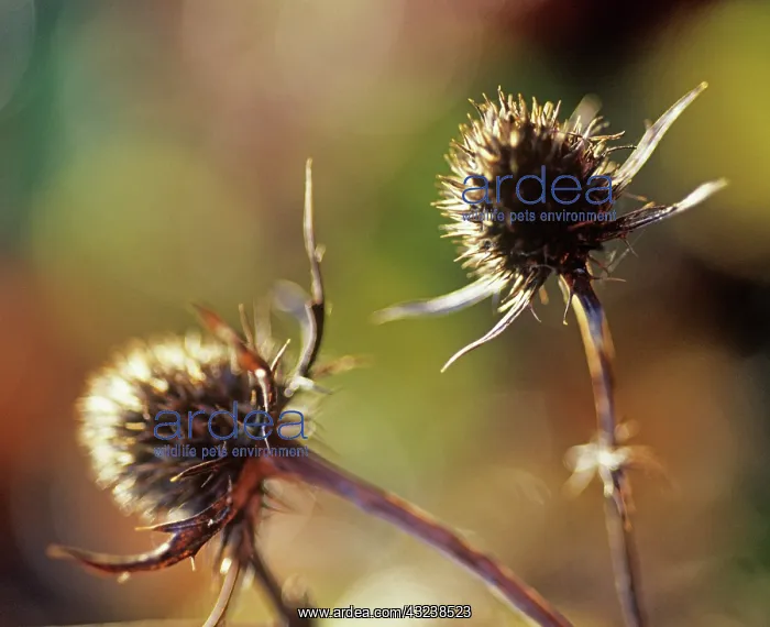 : Sea Holly, Eryngium tripartitum : Sea Holly, Eryngium tripartitum