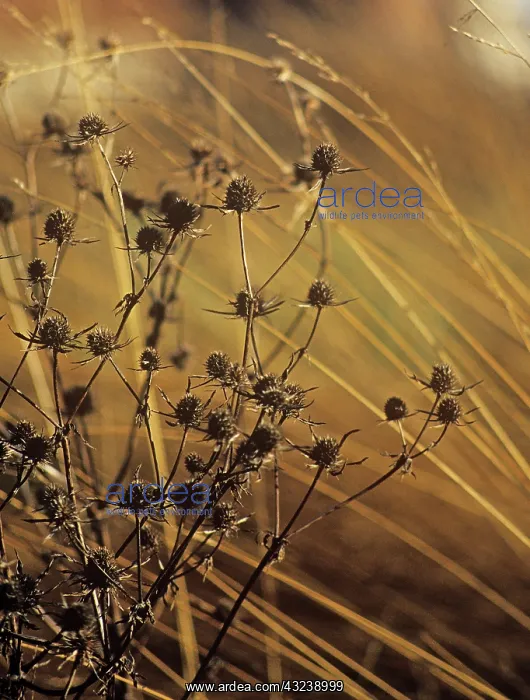 : Sea Holly, Eryngium tripartitum : Sea Holly, Eryngium tripartitum