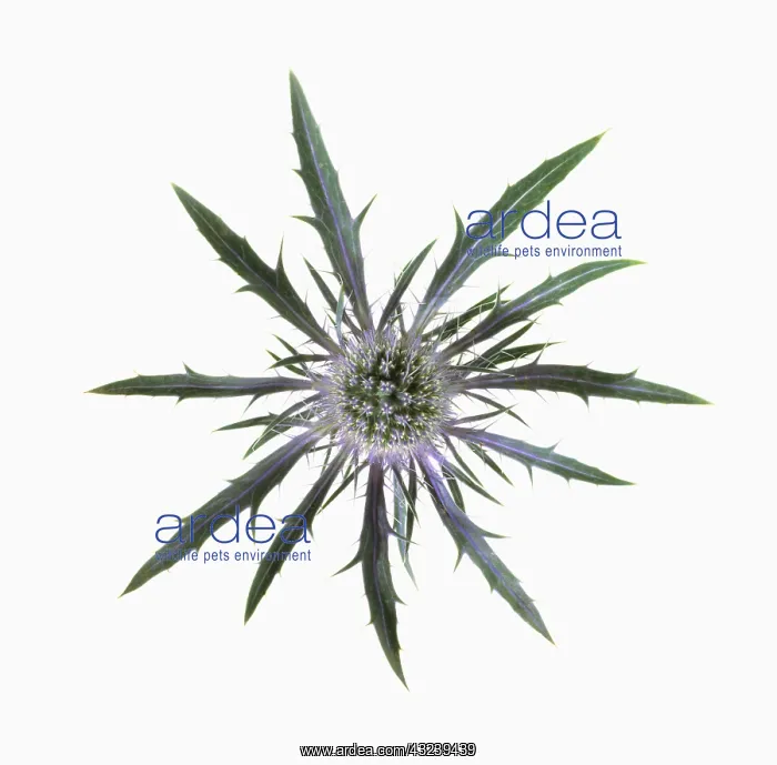 : Sea holly, Eryngium x oliverianum : Sea holly, Eryngium x oliverianum