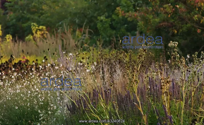 : Sea Holly, Eryngium yuccifolium : Sea Holly, Eryngium yuccifolium