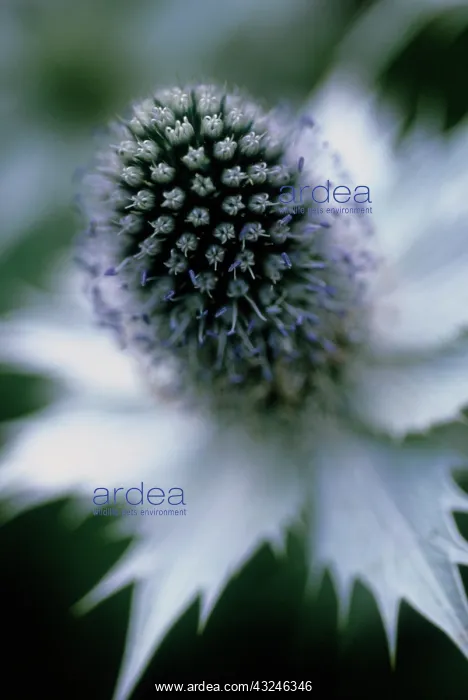 : Sea Holly, Miss Wilmott's ghost, Eryngium giganteum Miss Wilmott's ghost : Sea Holly, Miss Wilmott's ghost, Eryngium giganteum Miss Wilmott's ghost