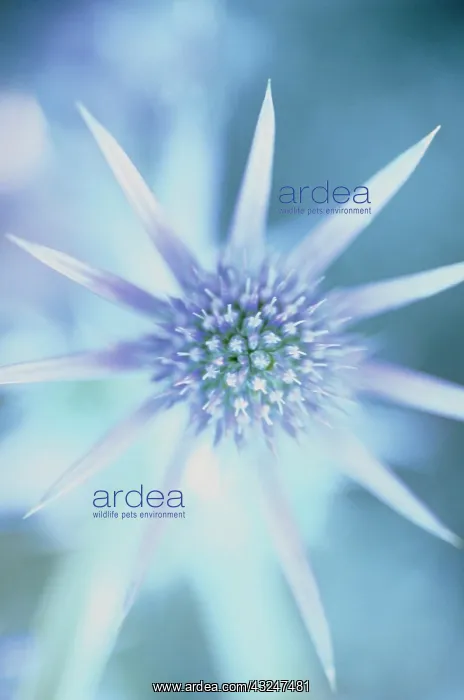  : Sea Holly, Eryngium bourgatii