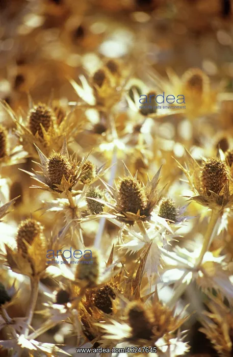 : Sea Holly, Eryngium yuccifolium : Sea Holly, Eryngium yuccifolium