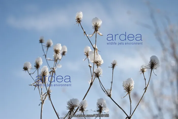 : Sea Holly, Eryngium tripartitum : Sea Holly, Eryngium tripartitum