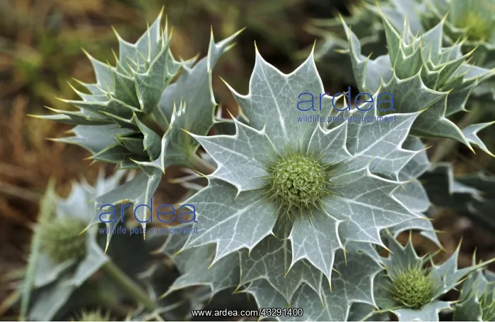 : SEA HOLLY : SEA HOLLY