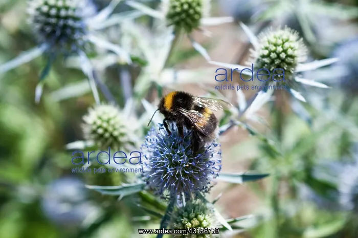 : Sea Holly, Eryngium caeruleum, Bee feeding on the : Sea Holly, Eryngium caeruleum, Bee feeding on the