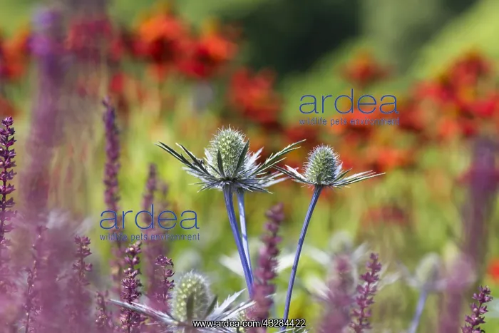 : Sea holly, Eryngium cultivar, Blue subject : Sea holly, Eryngium cultivar, Blue subject