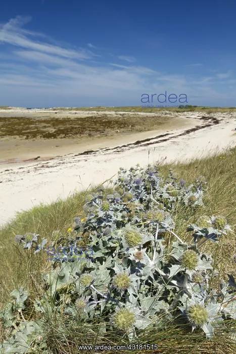 : Sea holly (Eryngium maritimum), Great island, Pleumeur-Bodou
