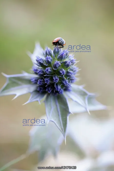  : Sea holly, Eryngium maritimum, Close view of one