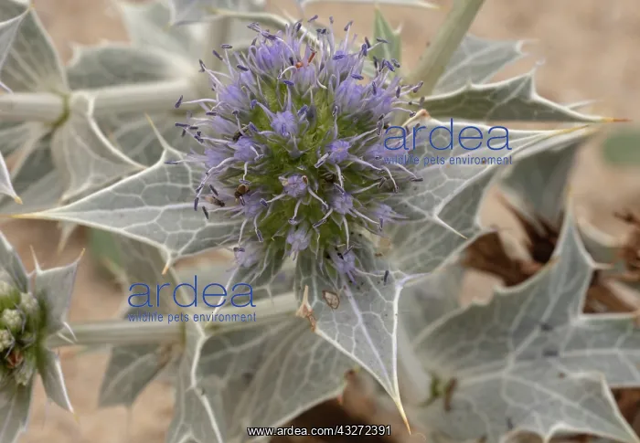 : Sea Holly, Eryngium maritimum, in flower on sand-dunes : Sea Holly, Eryngium maritimum, in flower on sand-dunes
