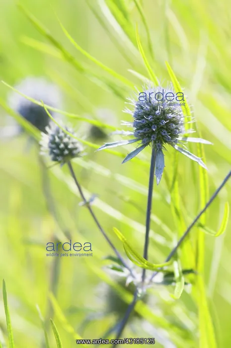  : Sea holly, Eryngium planum, Growing against bright