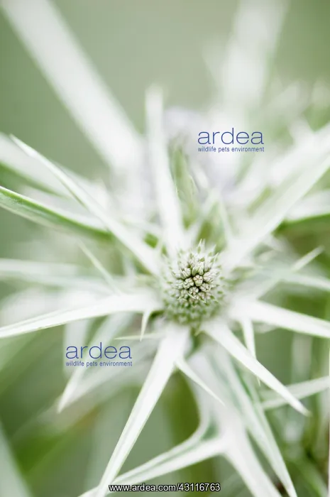 : Sea holly, Eryngium variifolium close up of flower : Sea holly, Eryngium variifolium close up of flower