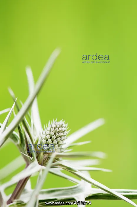 : Sea holly, Eryngium variifolium close up of flower : Sea holly, Eryngium variifolium close up of flower