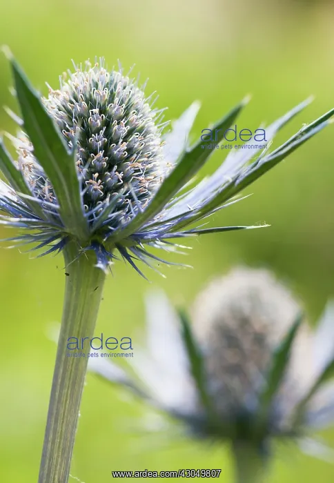 : Sea holly, Eryngium x zabelii Jos Eijking : Sea holly, Eryngium x zabelii Jos Eijking