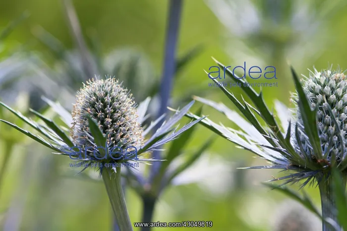 : Sea holly, Eryngium x zabelii Jos Eijking : Sea holly, Eryngium x zabelii Jos Eijking