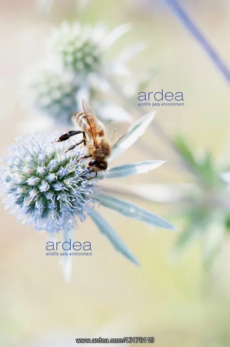 : Sea Holly, Flat Sea holly, Eryngium planum, A bee : Sea Holly, Flat Sea holly, Eryngium planum, A bee