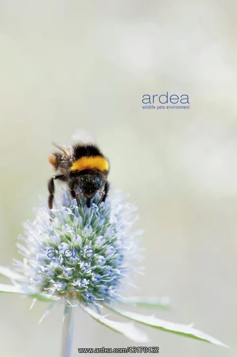 : Sea Holly, Flat Sea holly, Eryngium planum, A Bumble : Sea Holly, Flat Sea holly, Eryngium planum, A Bumble