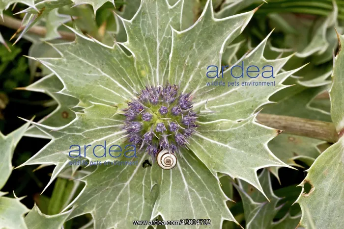 : Sea-holly - in flower : Sea-holly - in flower
