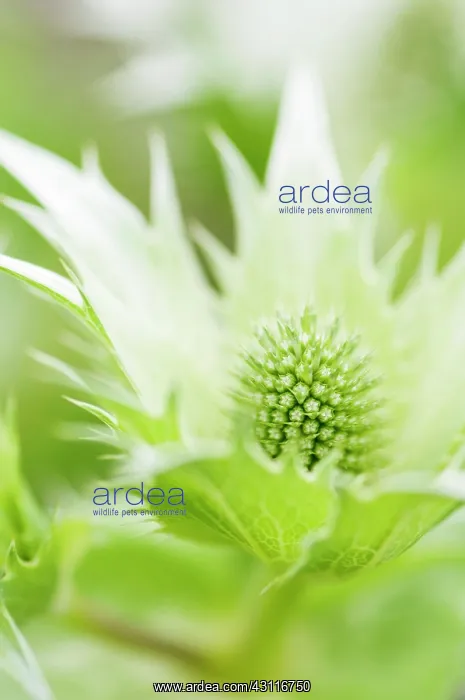 : Sea holly, known as Miss Wilmott's ghost, Eryngium giganteum : Sea holly, known as Miss Wilmott's ghost, Eryngium giganteum