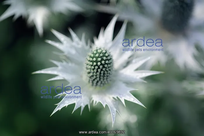 : Sea holly, known as Miss Wilmott's ghost, Eryngium giganteum : Sea holly, known as Miss Wilmott's ghost, Eryngium giganteum