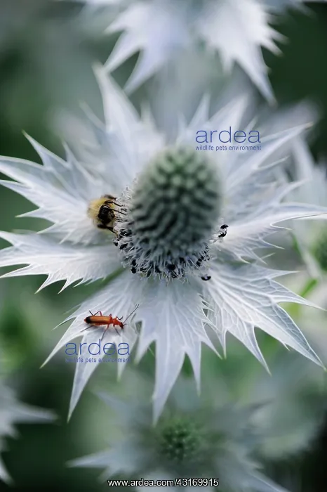 : Sea holly, known as Miss Wilmott's ghost, Eryngium giganteum : Sea holly, known as Miss Wilmott's ghost, Eryngium giganteum