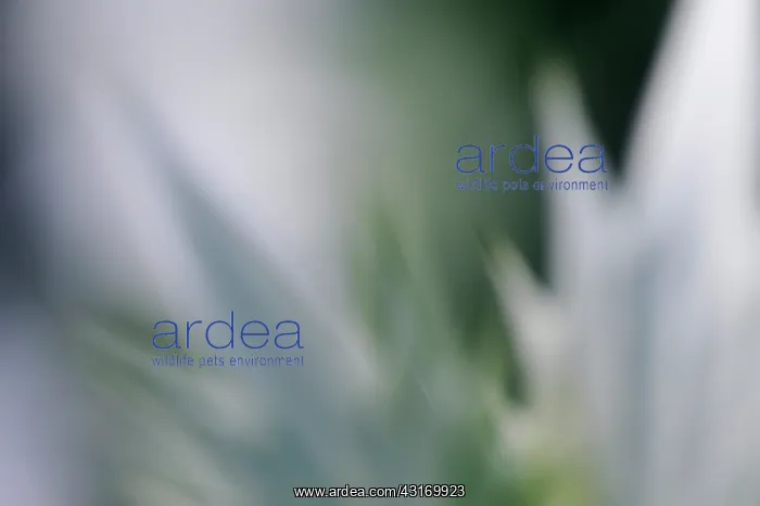 : Sea holly, known as Miss Wilmott's ghost, Eryngium giganteum : Sea holly, known as Miss Wilmott's ghost, Eryngium giganteum