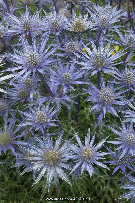  : Sea Holly, Mediterranean sea holly, Eryngium bourgatii