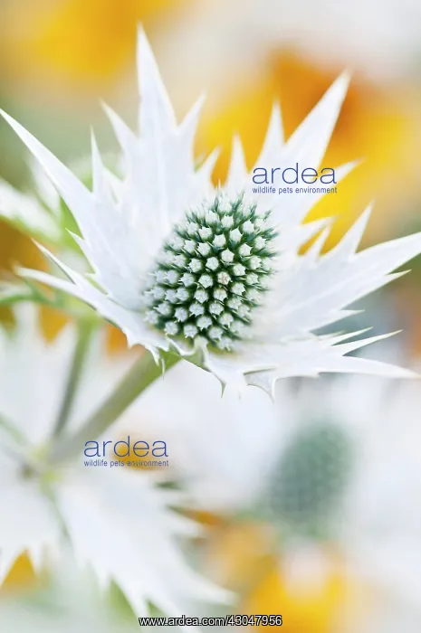 : Sea holly, Miss Wilmott's ghost : Sea holly, Miss Wilmott's ghost