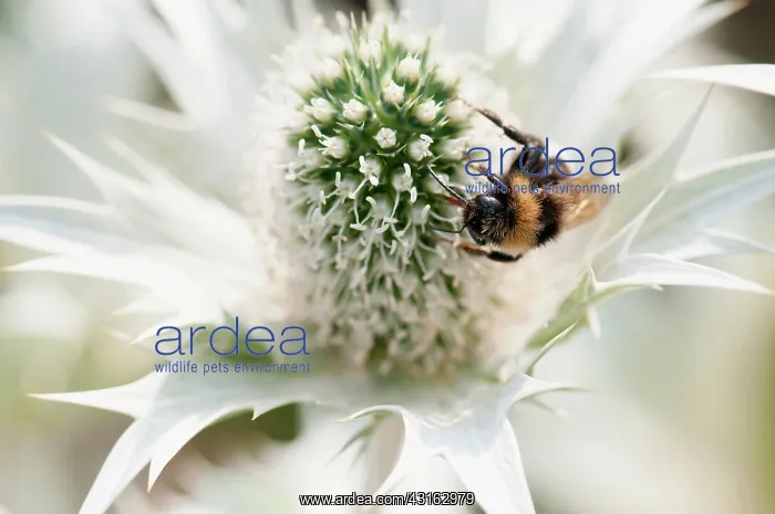  : Sea holly, Miss Wilmott's ghost, Eryngium giganteum