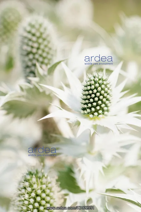 : Sea holly, Miss Wilmott's ghost, Eryngium giganteum : Sea holly, Miss Wilmott's ghost, Eryngium giganteum