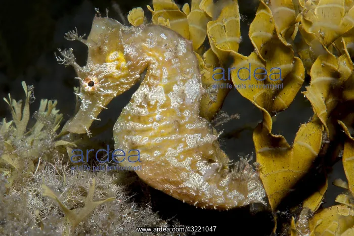 : Sea-horse (Hippocampus hippocampus), Tenerife, Fish : Sea-horse (Hippocampus hippocampus), Tenerife, Fish