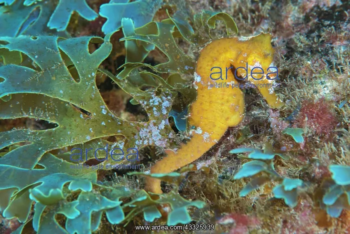 : Sea-horse (Hippocampus hippocampus. Fish of the : Sea-horse (Hippocampus hippocampus. Fish of the