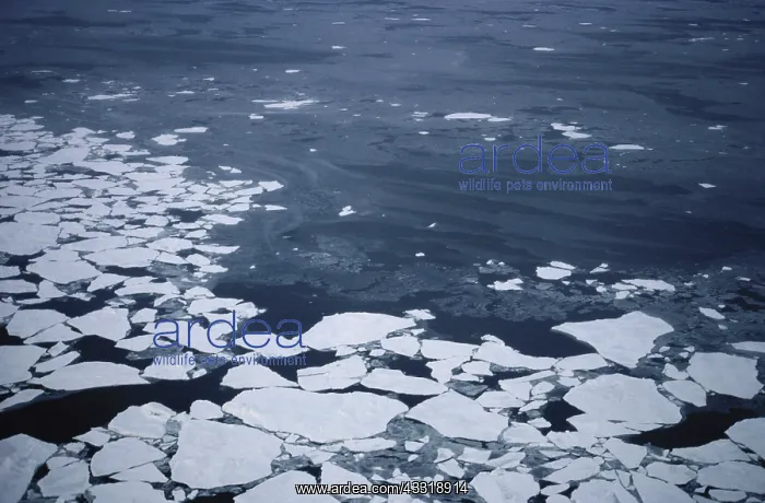: Sea Ice. Sea ice in the Chukchi Sea : Sea Ice. Sea ice in the Chukchi Sea