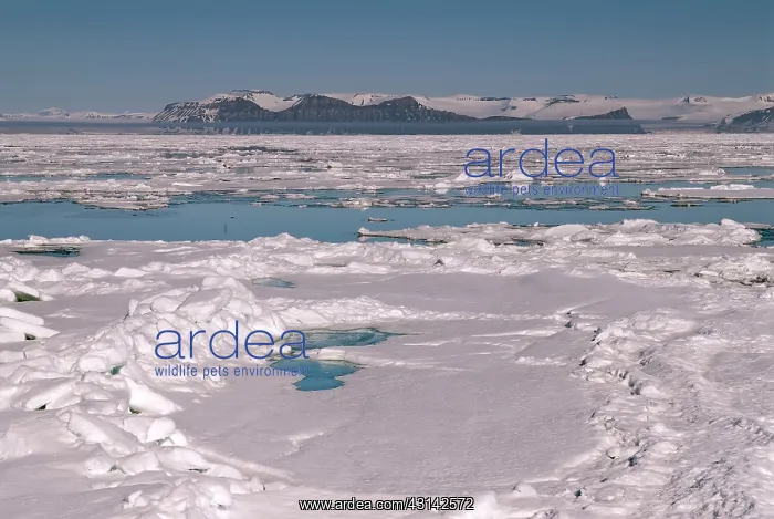 : Sea ice drifting in front of a coastline with mountains and : Sea ice drifting in front of a coastline with mountains and