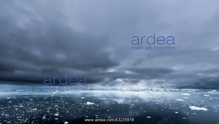 : Sea Ice with mountains in the background : Sea Ice with mountains in the background