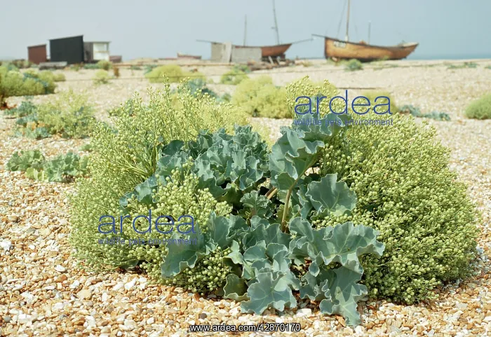  : Sea Kale (Crambe maritima). At Dungeness, UK