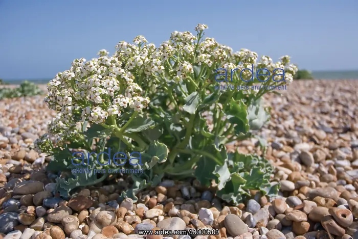 : Sea-kale, Crambe maritima : Sea-kale, Crambe maritima