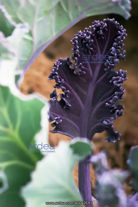 : Sea-kale, Crambe maritima : Sea-kale, Crambe maritima