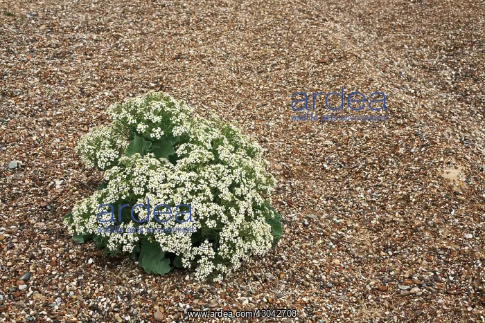 : Sea-kale, Crambe maritima : Sea-kale, Crambe maritima