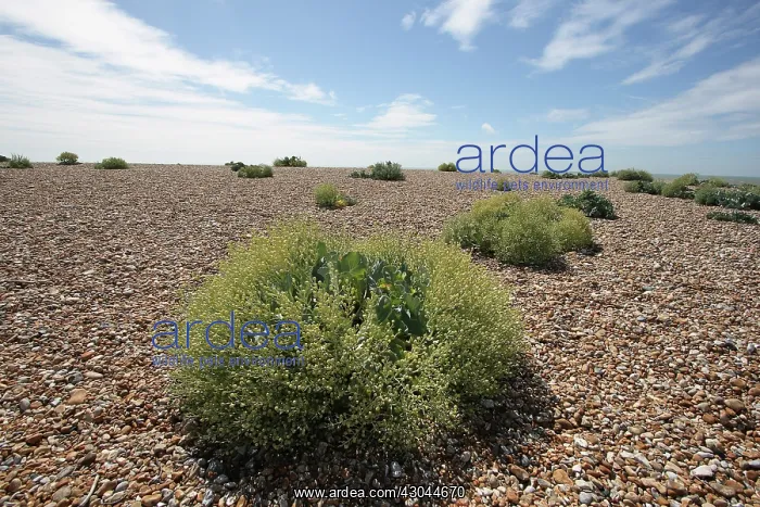  : Sea-kale, Crambe maritima