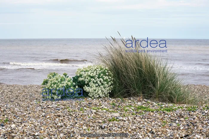 : Sea-kale, Crambe maritima : Sea-kale, Crambe maritima