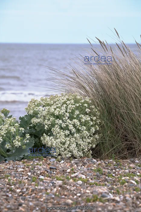 : Sea-kale, Crambe maritima : Sea-kale, Crambe maritima