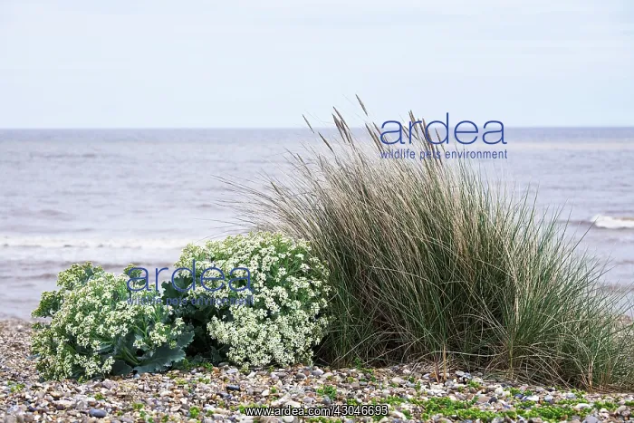 : Sea-kale, Crambe maritima : Sea-kale, Crambe maritima