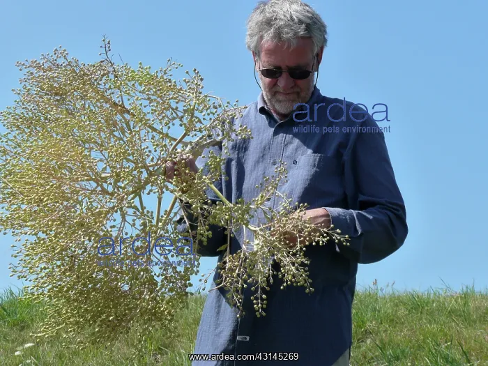 : Sea Kale. Man holding Sea Kale (Crambe maritima) with seeds on the Afsluitdijk : Sea Kale. Man holding Sea Kale (Crambe maritima) with seeds on the Afsluitdijk