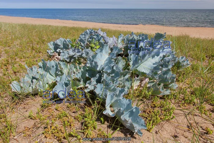 : Sea Kale - on a beach - Sweden : Sea Kale - on a beach - Sweden