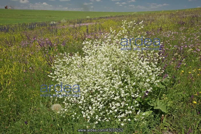 : Sea-kale in flowery pasture north-east Turkey : Sea-kale in flowery pasture north-east Turkey
