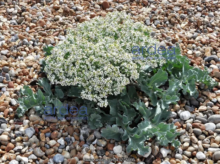 : Sea Kale grows on shigle beaches, coasts of England : Sea Kale grows on shigle beaches, coasts of England
