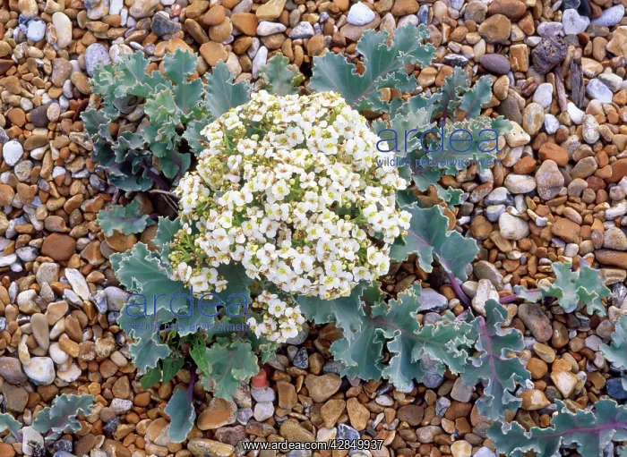 : SEA KALE - ON SHINGLE : SEA KALE - ON SHINGLE