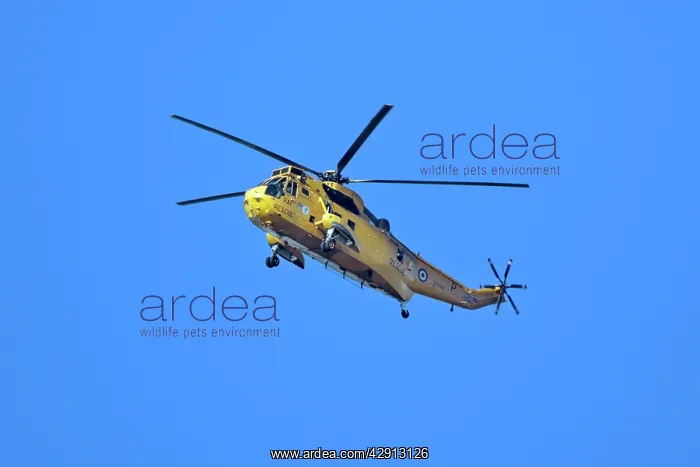 : Sea King - RAF sea rescue helicopter in flight : Sea King - RAF sea rescue helicopter in flight