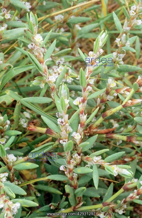  : Sea KNOTGRASS